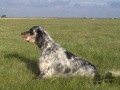 Setter Anglais URANE DES PETITES CHAUMES Setter Anglais URANE DES PETITES CHAUMES